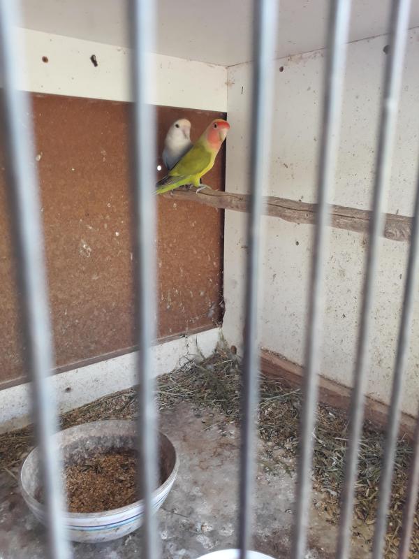 Breeding pair Peach face