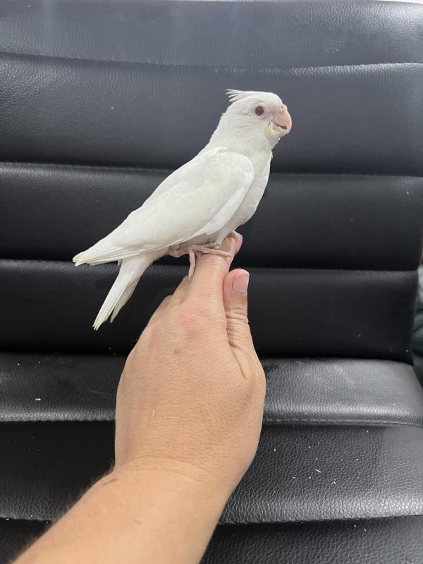 Hand raised cocktails