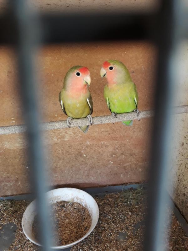 Bonded pair peach face