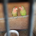 Bonded pair peach face