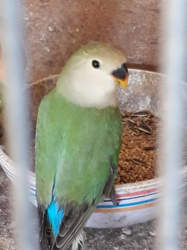 sea green Peach face .