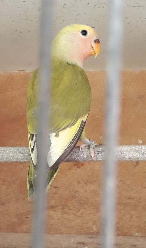 Olive pied split sydney yellow cock