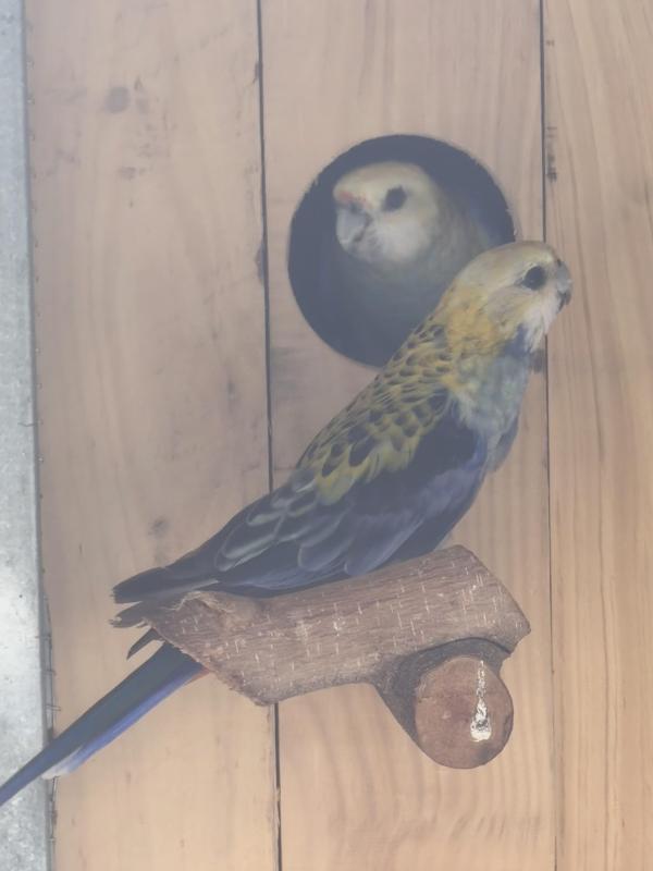 Red cap parrots and pale headed rosellas