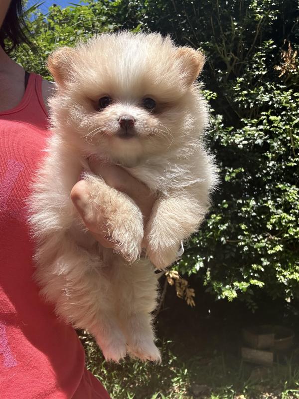 Female Pomeranian ready to go now