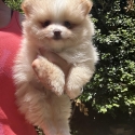 Female Pomeranian ready to go now