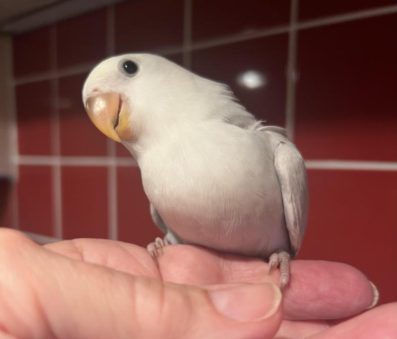 Hand Reared Baby Peachface 10 weeks old