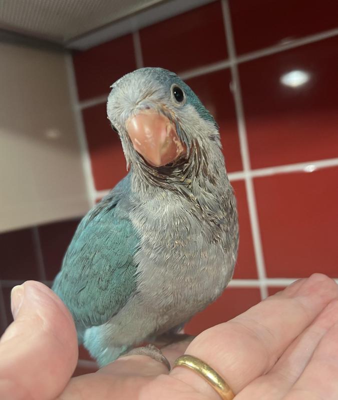 Hand Raised Blue and Green Quaker Parrots