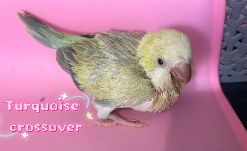 Hand raised Quaker babies in mutation colours