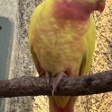 -   PRINCESS  PARROT  MUTATIONS  -
