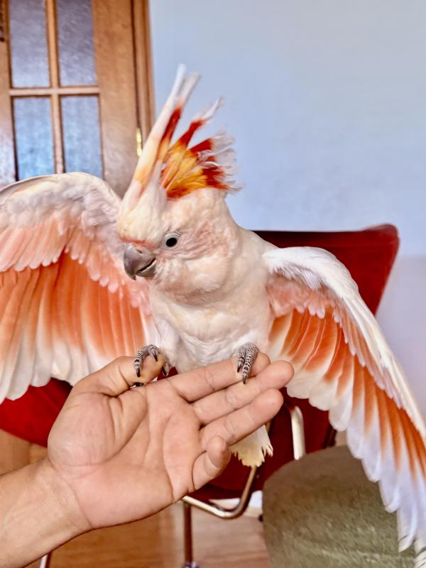 Handraised Major Mitchell baby