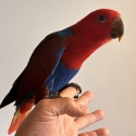 Baby Female Eclectus - Handraised