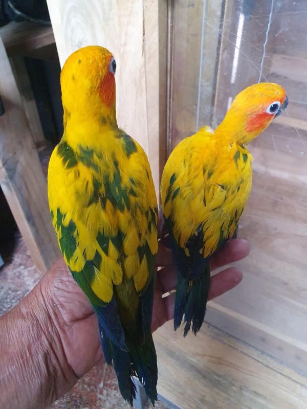 Baby sun conure handrasied