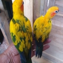 Baby sun conure handrasied