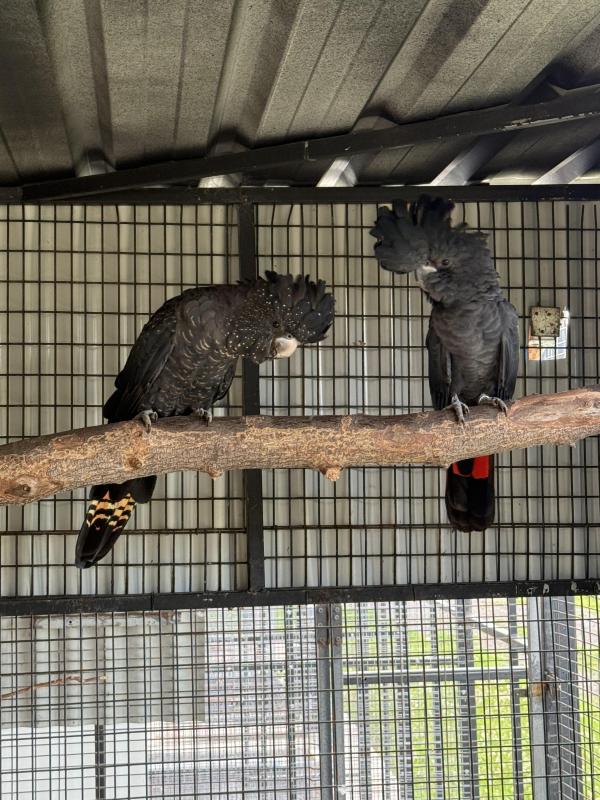 Red tail black cockatoos samuli