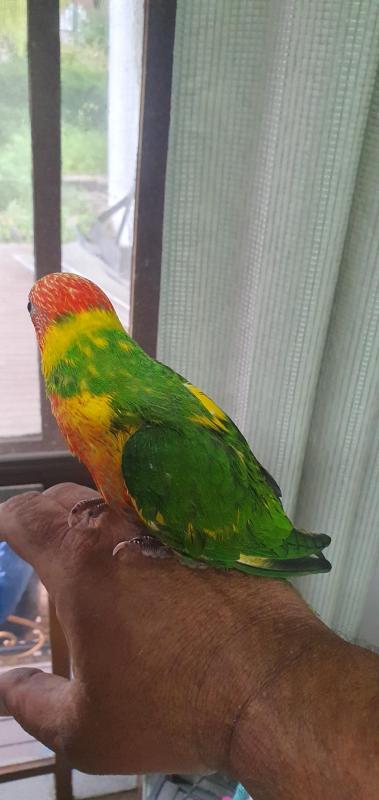 Blue rainbow and suspected pied bluefront rainbow lorikeets