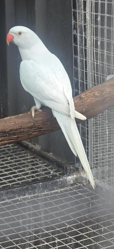 Ringnecks dilute and others