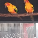 Sun Conures