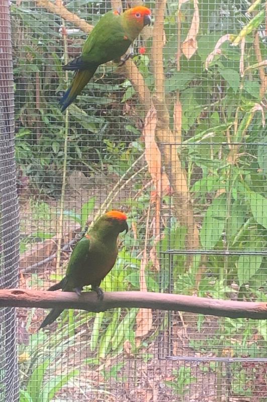 Gold Capped Conures