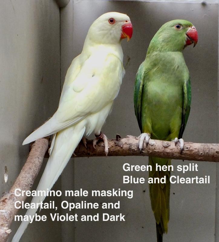 INDIAN RINGNECK MUTATIONS