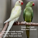 INDIAN RINGNECK MUTATIONS