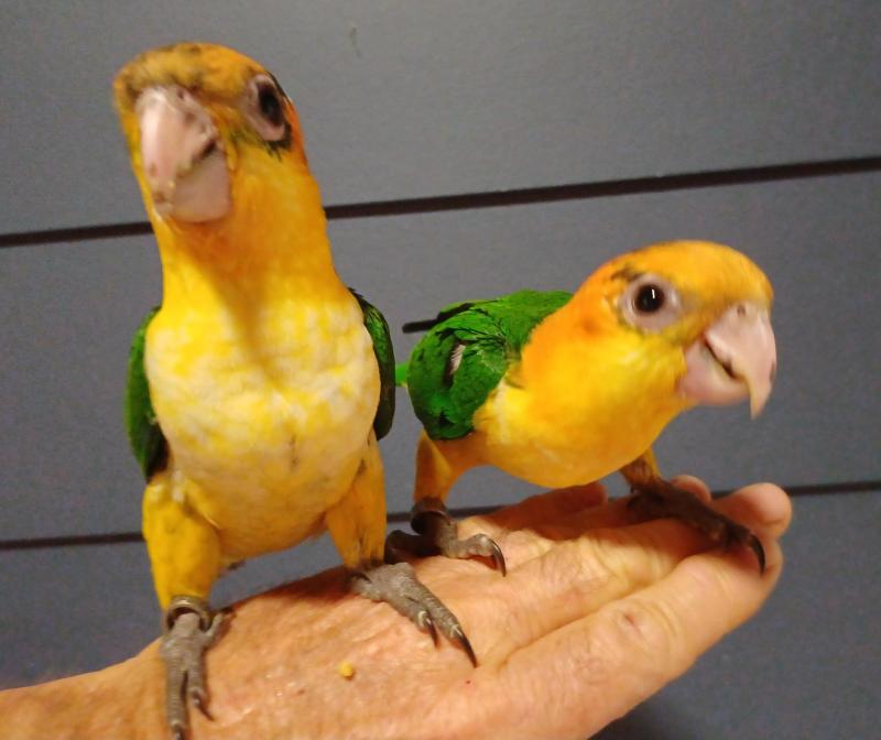 White-bellied Caiques
