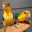 White-bellied Caiques