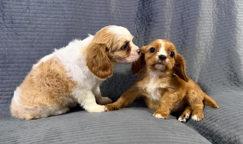 2 female Cavalier King Charles Spaniels