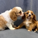 2 female Cavalier King Charles Spaniels