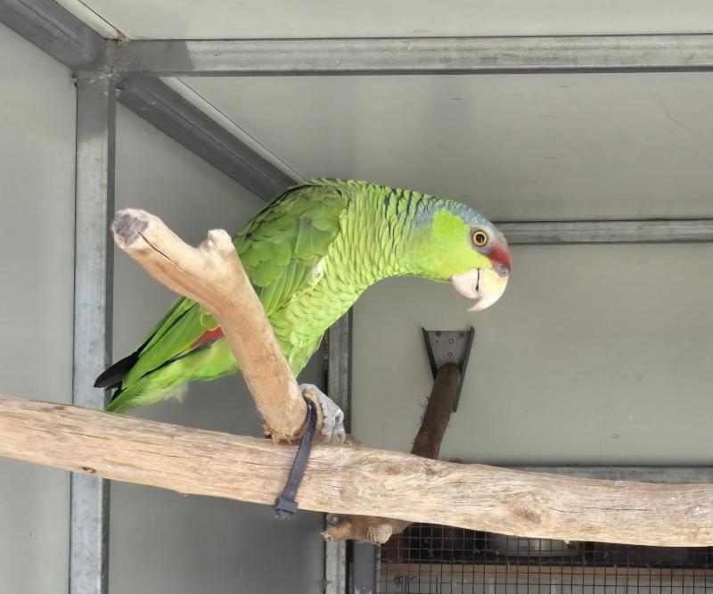 Lilac Crowned Amazon Male