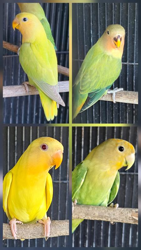 Orange Faced Opaline Lovebirds