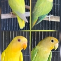 Orange Faced Opaline Lovebirds