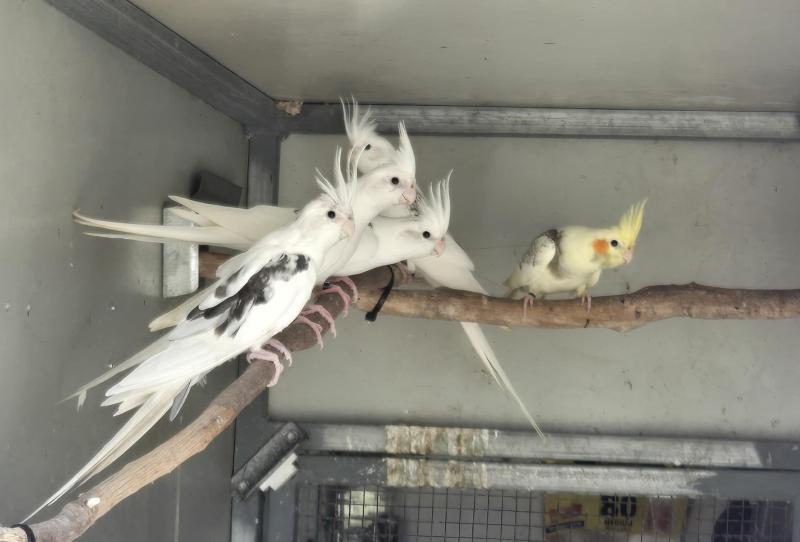 DNA sexed Cockatiels