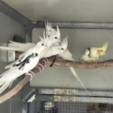 DNA sexed Cockatiels