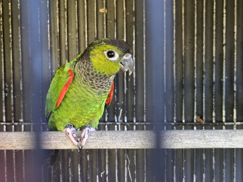 Black Capped Conure Pair