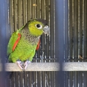 Black Capped Conure Pair
