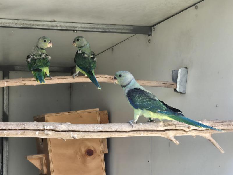 Young Malabar Parrots