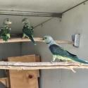 Young Malabar Parrots