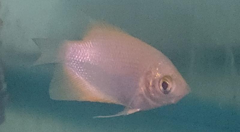 Giant Pink Gourami