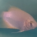 Giant Pink Gourami