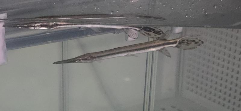 Spotted Garfish