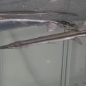 Spotted Garfish