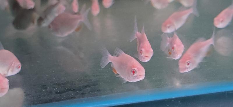 Albino Pacu