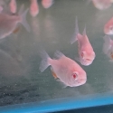 Albino Pacu