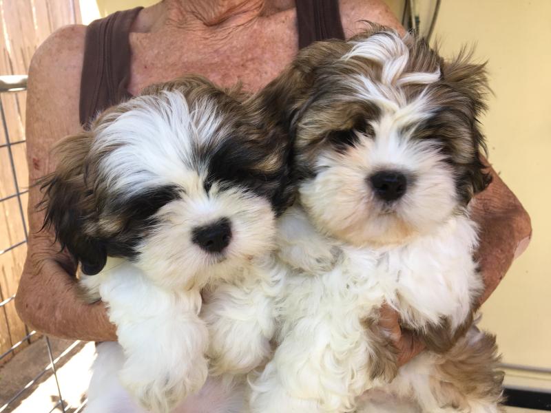 Lhaso Apso x Shih-tzu/Maltese