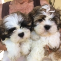 Lhaso Apso x Shih-tzu/Maltese