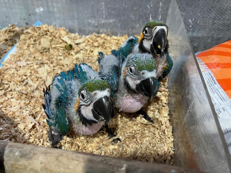 Blue and Glod Macaws babys