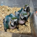 Blue and Glod Macaws babys