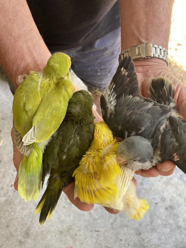 H/ raised baby Quakers for pets