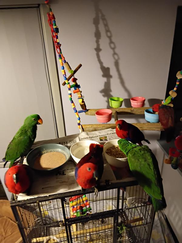 Hand raised eclectus,  young unrelated pairs