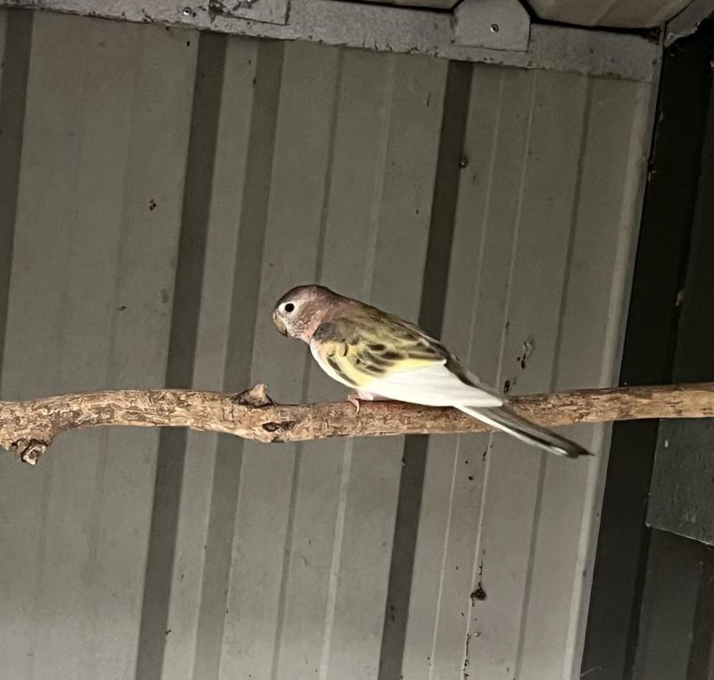 CREAM PIED BOURKE PARROTS